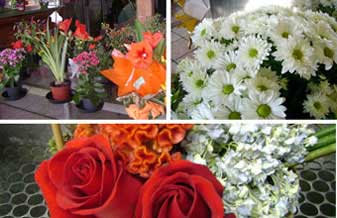 Flores Carlos - Foto 1